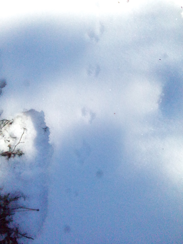 iNaturalist observation photo of Rodents