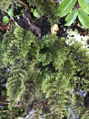 Hymenophyllum dentatum