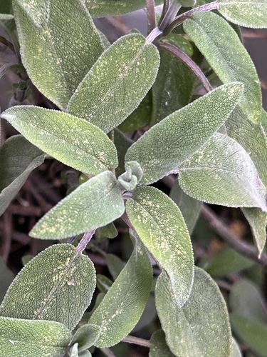 Sage
