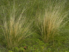 Stipa tirsa