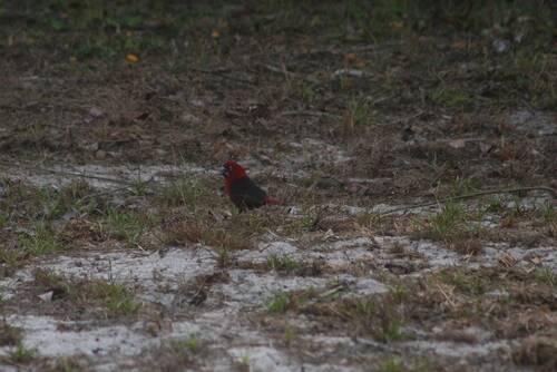 iNaturalist image