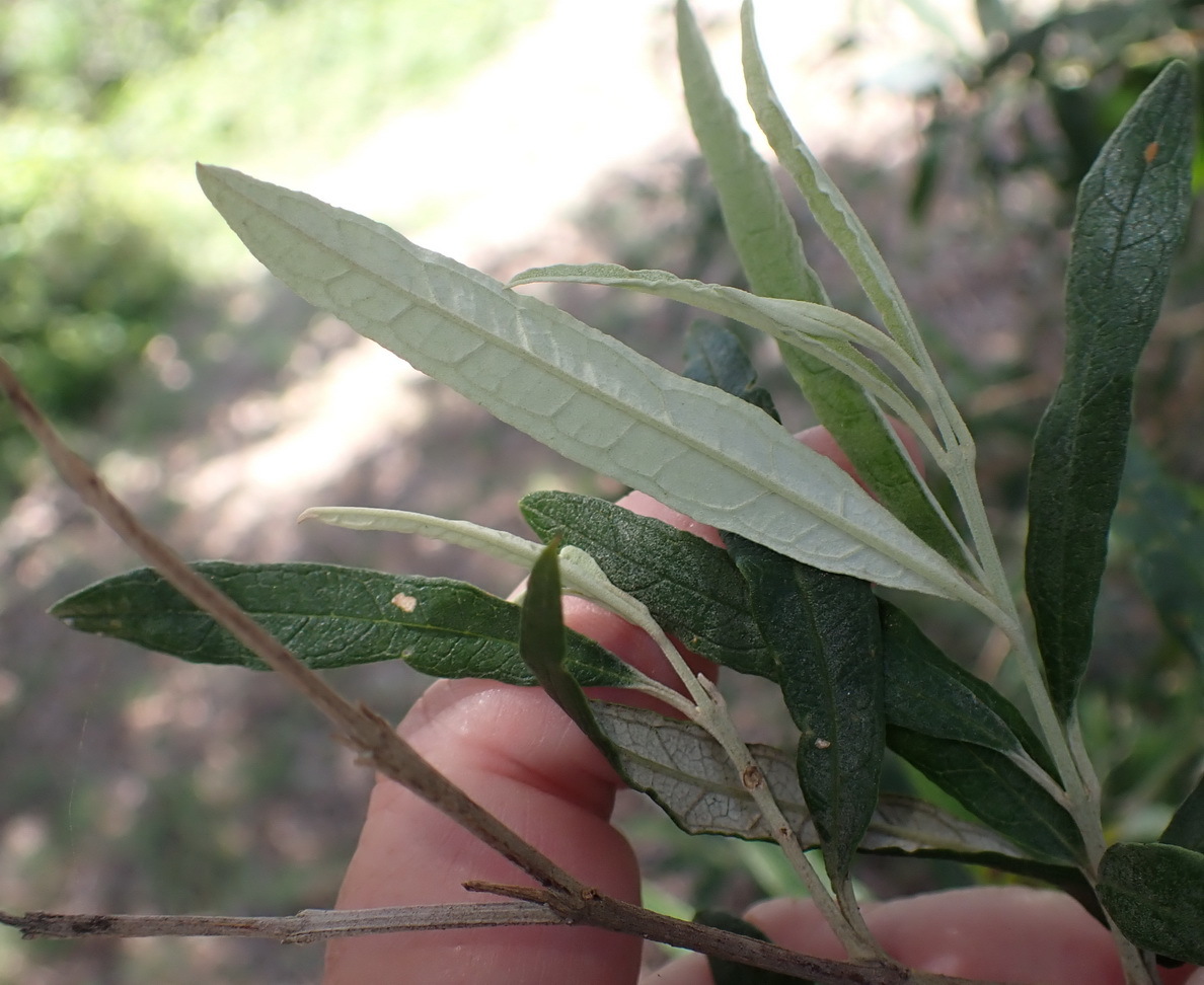 Squarestem Butterflybush (Buddleja saligna)