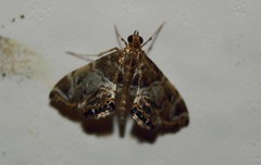 Usingeriessa onyxalis