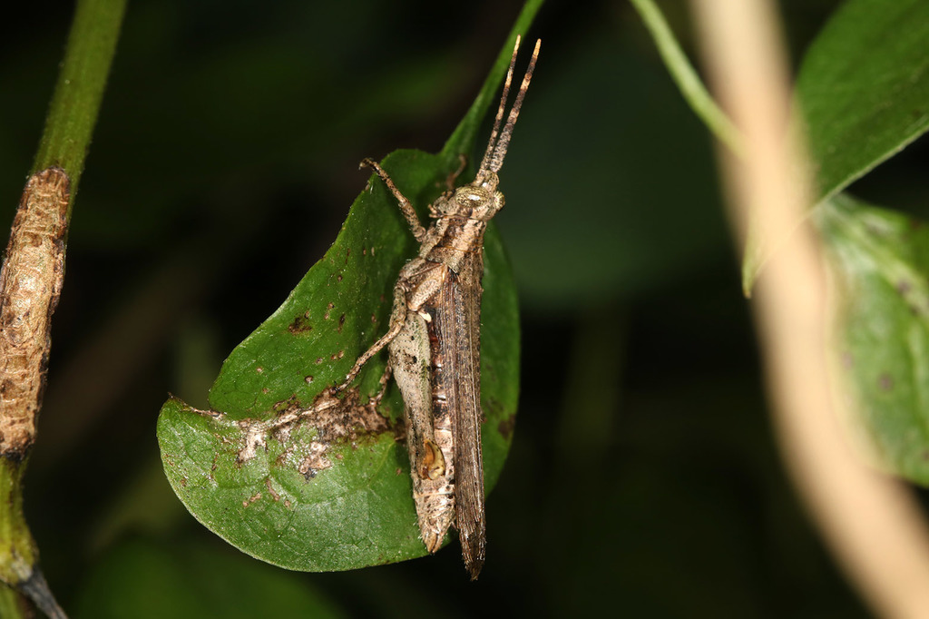 Osmiliola aurita