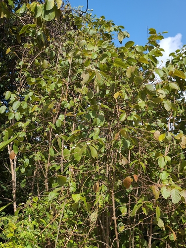 Casearia dodecandra, photograph 6