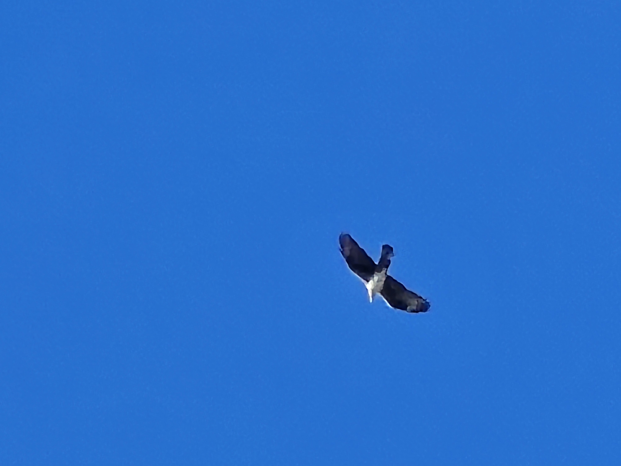Bonelli's Eagle (Aquila fasciata), photo 2