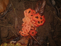 Clathrus crispatus