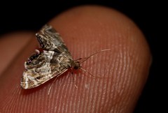 Usingeriessa onyxalis