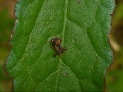Cyphonia clavigera