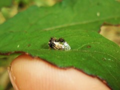Cyphonia clavigera