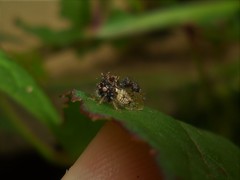 Cyphonia clavigera