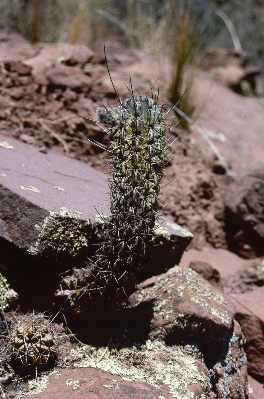 Echinopsis ayopayana