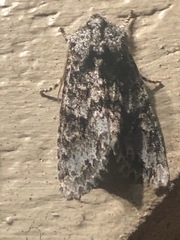 Acronicta impressa