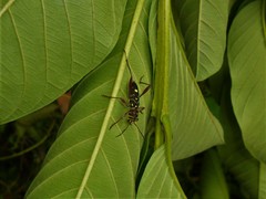 Cotyclytus curvatus