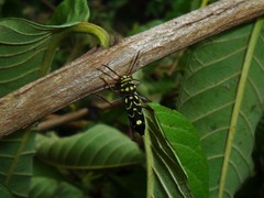 Cotyclytus curvatus