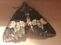 Hydriomena albifasciata