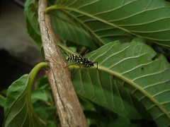 Cotyclytus curvatus