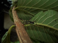 Cotyclytus curvatus