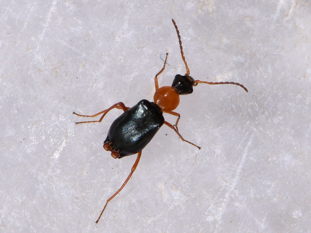 Hypebaeus nodipennis