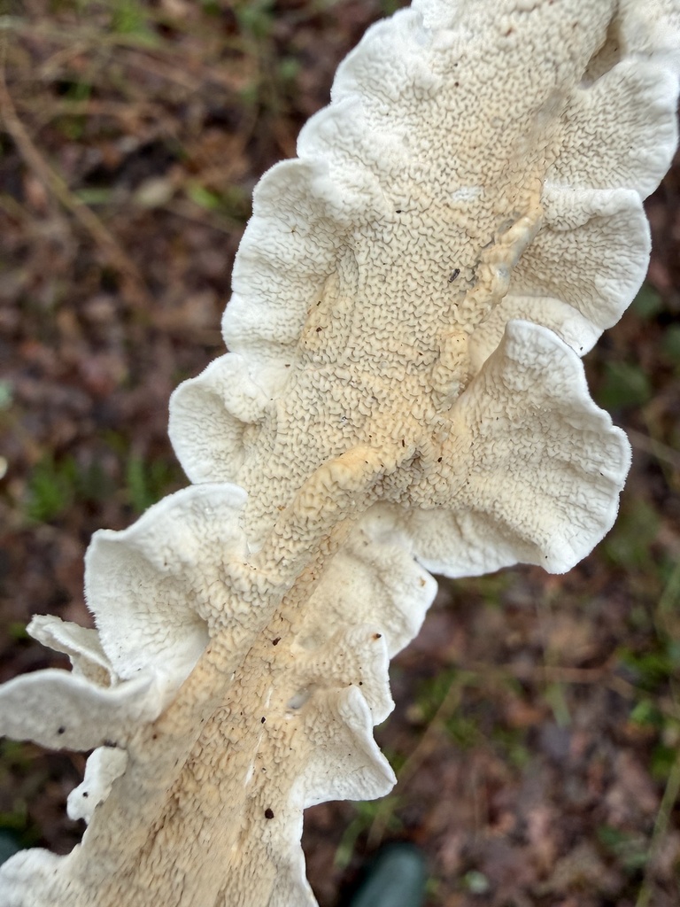 Byssomerulius corium · February 2026 · photo: © cjoynson (iNaturalist, cc0)