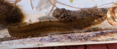 Pholis gunnellus