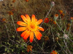 Adenophyllum speciosum
