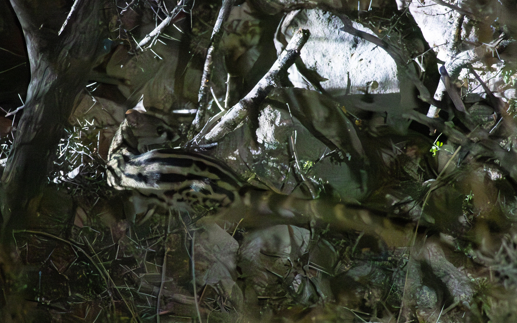 Abyssinian Genet