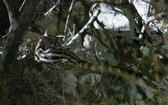 Abyssinian Genet photo 1