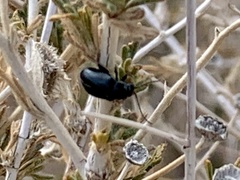 Altica obliterata
