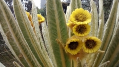 Espeletia hartwegiana