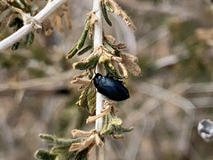 Altica obliterata