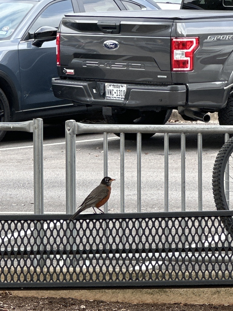 Trinity Robin American Robin from Trinity University, San Antonio, TX, US on February ...