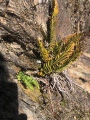 Polystichum imbricans