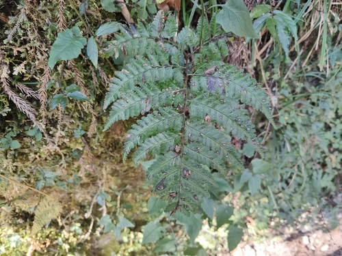 Athyrium silvicola iNat (2)