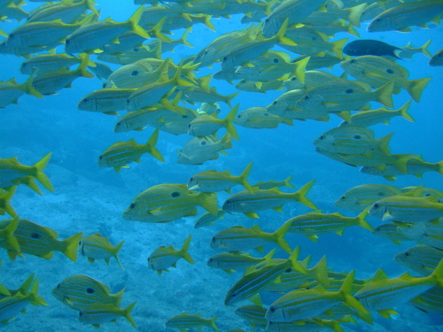 Blueline snapper (Lutjanus coeruleolineatus) — Lutjanidae — 3