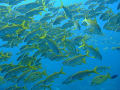 Lutjanus coeruleolineatus