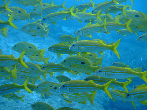 Blueline snapper (Lutjanus coeruleolineatus) — Lutjanidae — 4