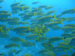 Lutjanus coeruleolineatus