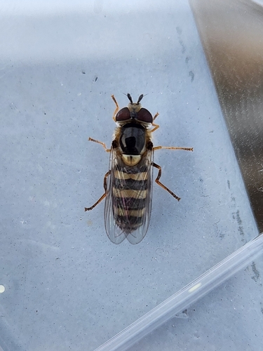 Unknown species found near EB Eagle @ Bernard, Denton, TX 76201, USA
