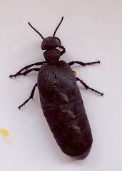 Meloe cicatricosus