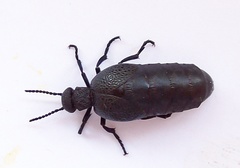 Meloe cicatricosus