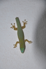 Phelsuma hielscheri