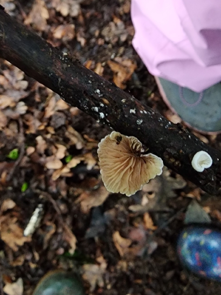 Crepidotus · February 2026 · photo: © dave_r_clark (iNaturalist, cc-by)
