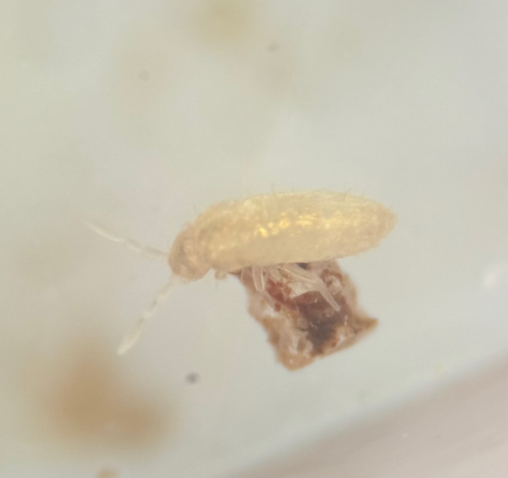 Pseudosinella violenta