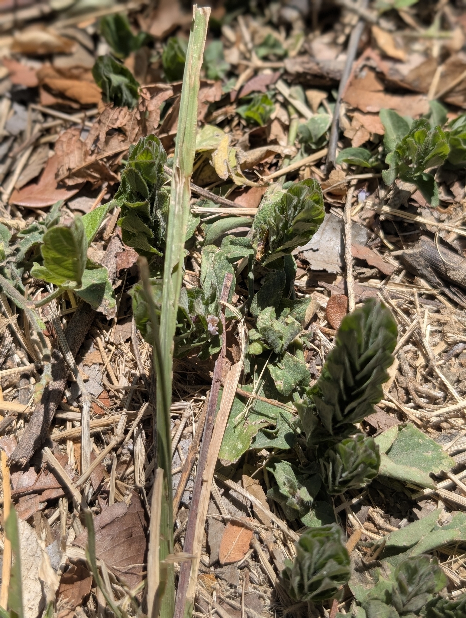 Imagem de Camarão verde