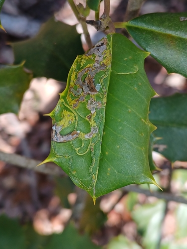Unknown species found near Wildewood, MD, USA