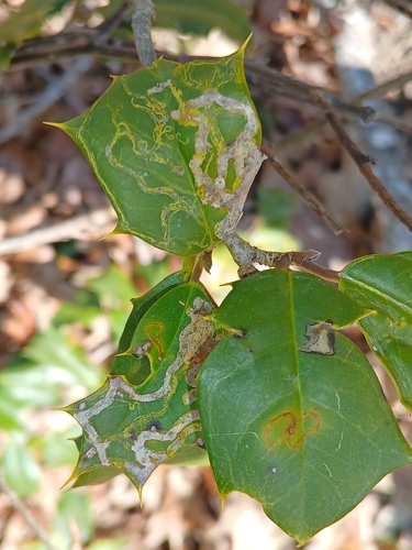 Unknown species found near Wildewood, MD, USA