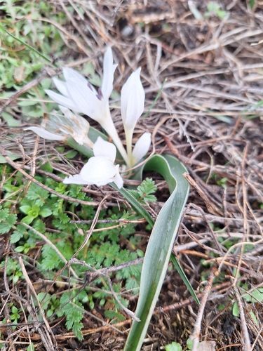 Colchicum hungaricum