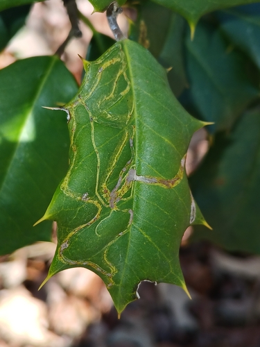 Unknown species found near Wildewood, MD, USA