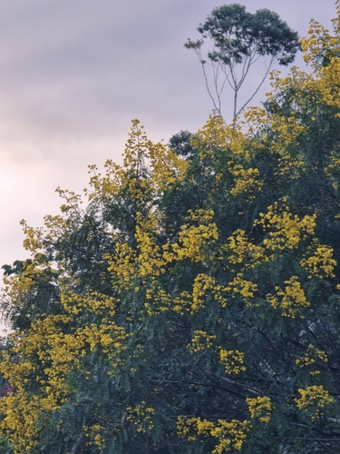 False Sicklepod (Senna multijuga)